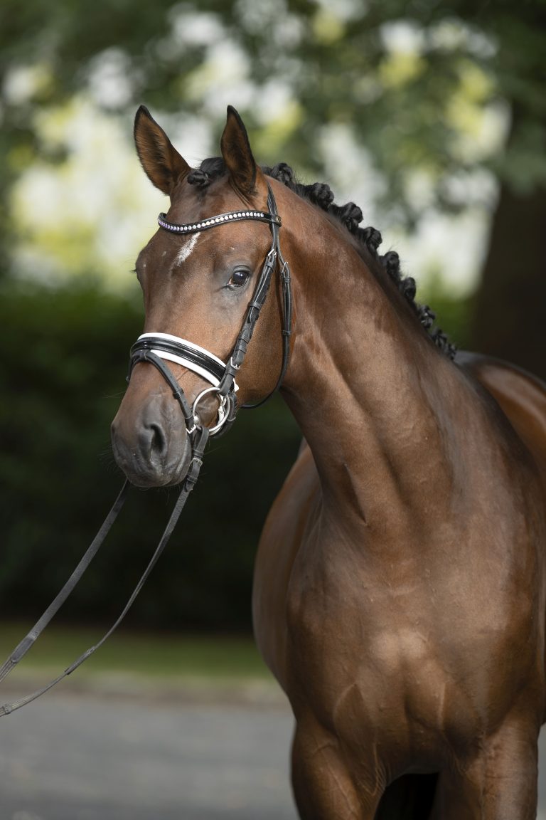 Hengste › Trakehner Verband